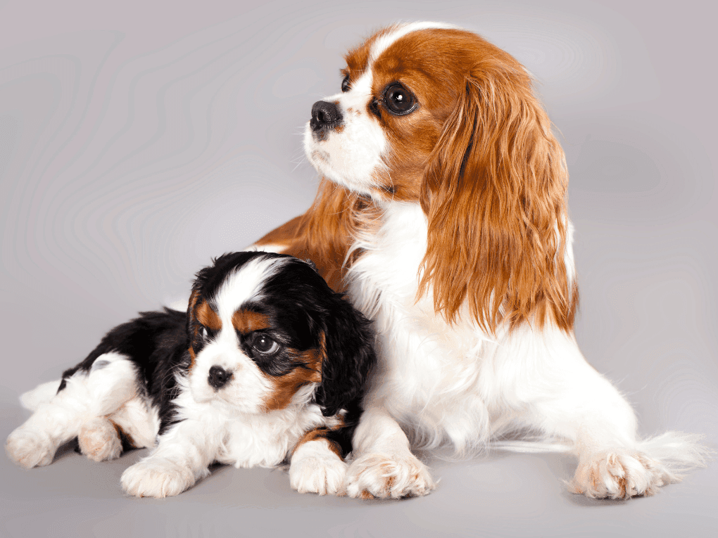 /uploads/Blog_karma_dla_doroslego_psa_973cc25555.png