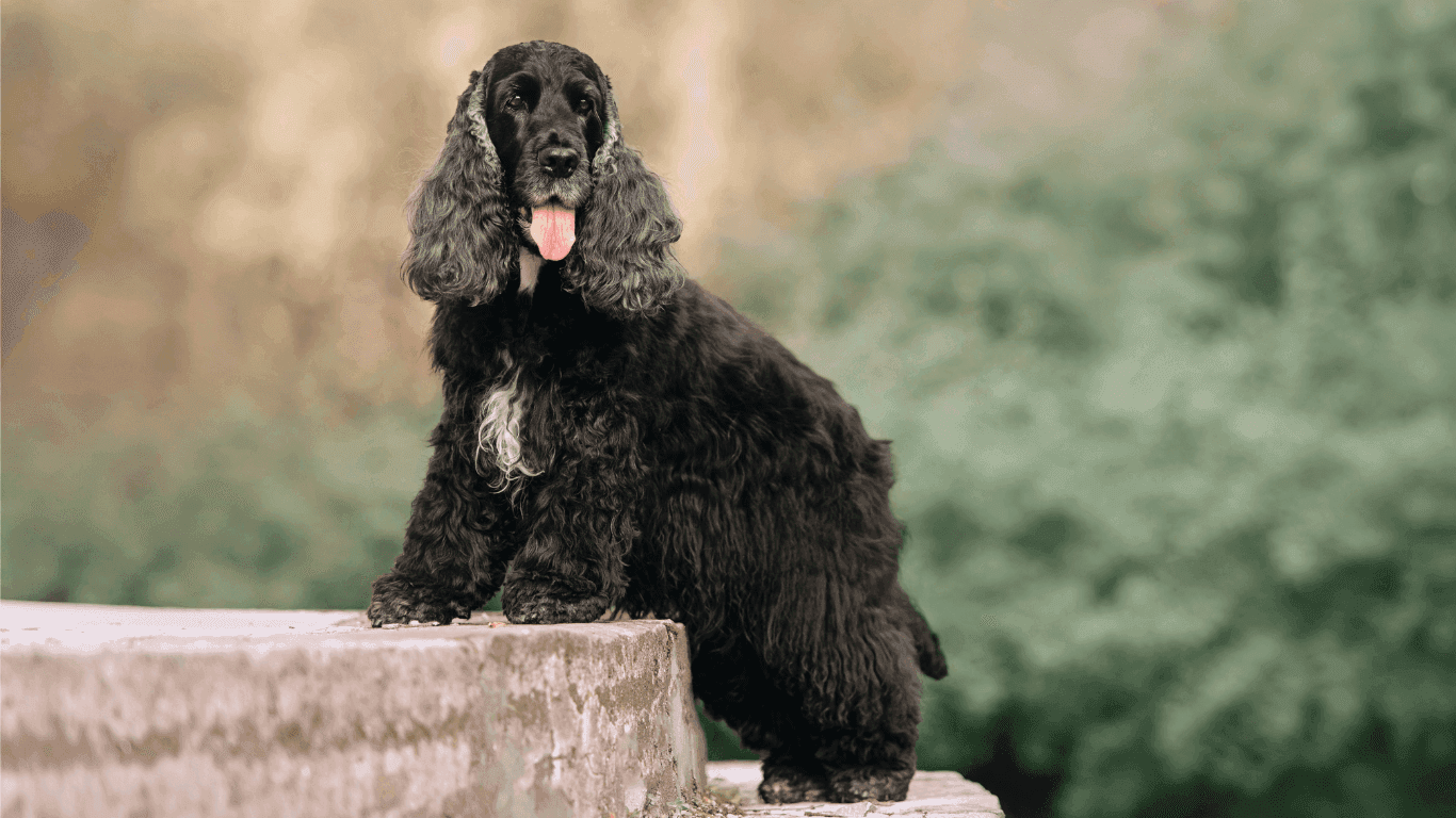 Dog Image