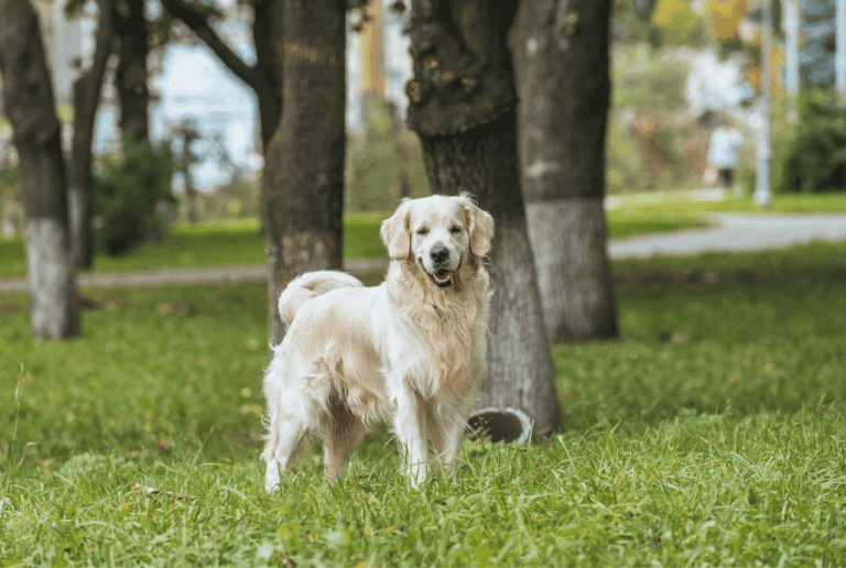 Golden Retriever - standard rasy, pielęgnacja, koszty, hodowle FCI
