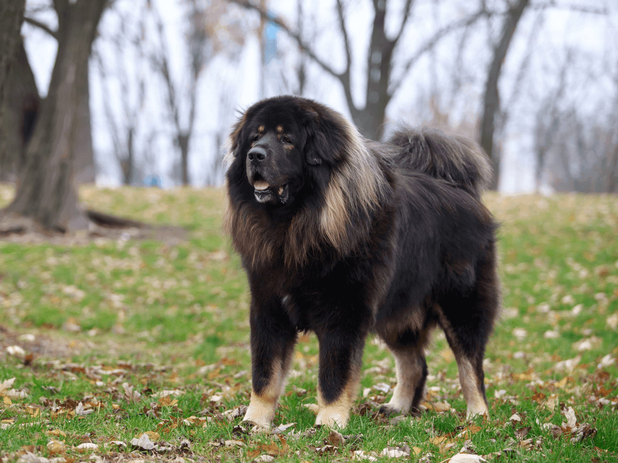 Dog Image