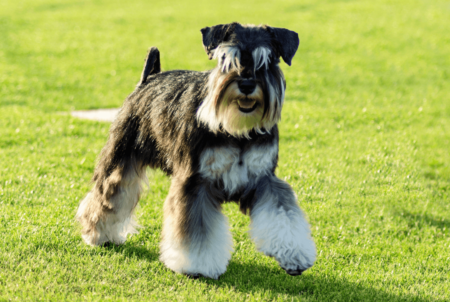 Dog Image