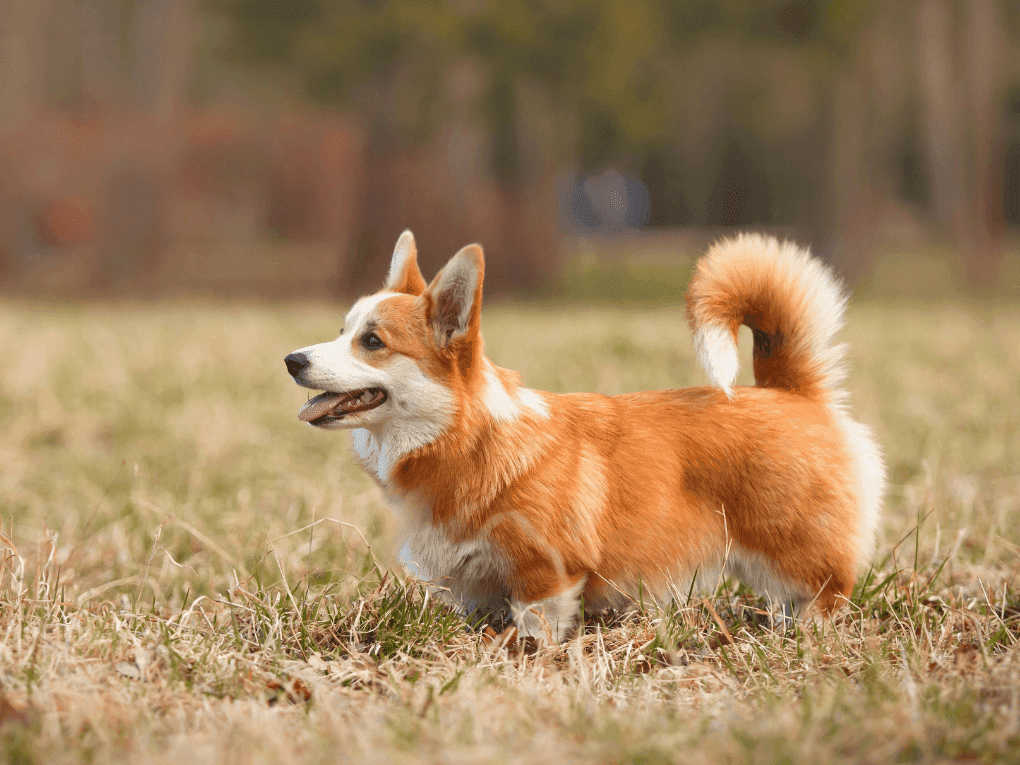 Dog Image