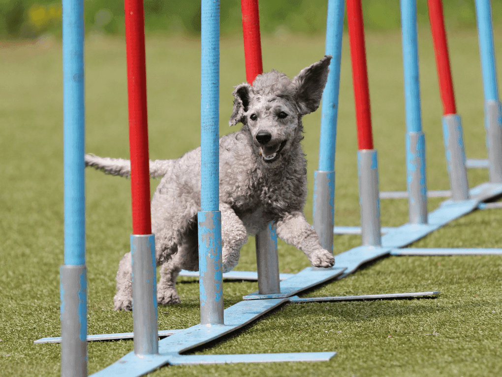 Agility dla Psów: Historia, Korzyści i Praktyczne Porady dla Właścicieli