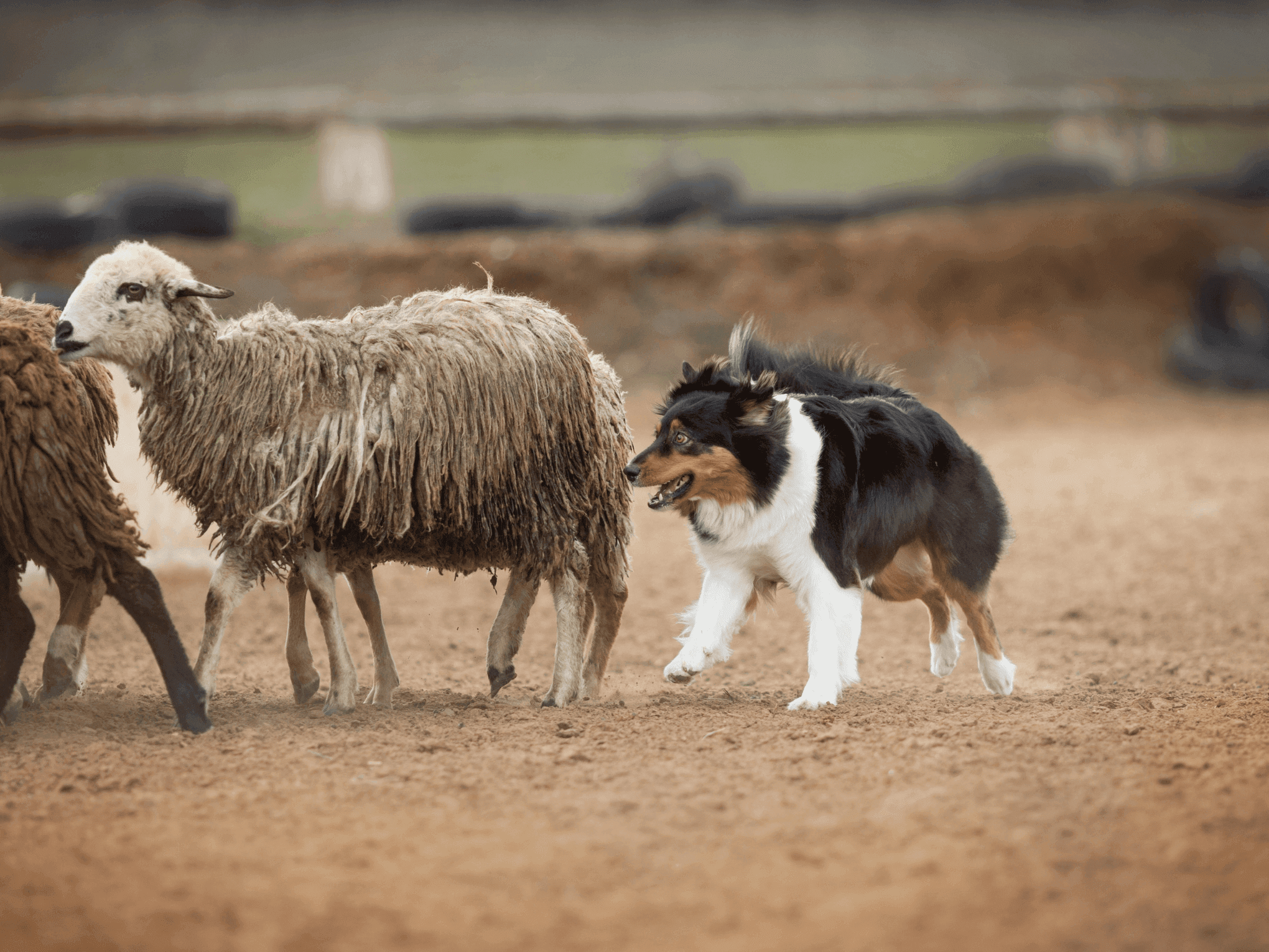 Psy pasterskie - rasy, które warto znać
