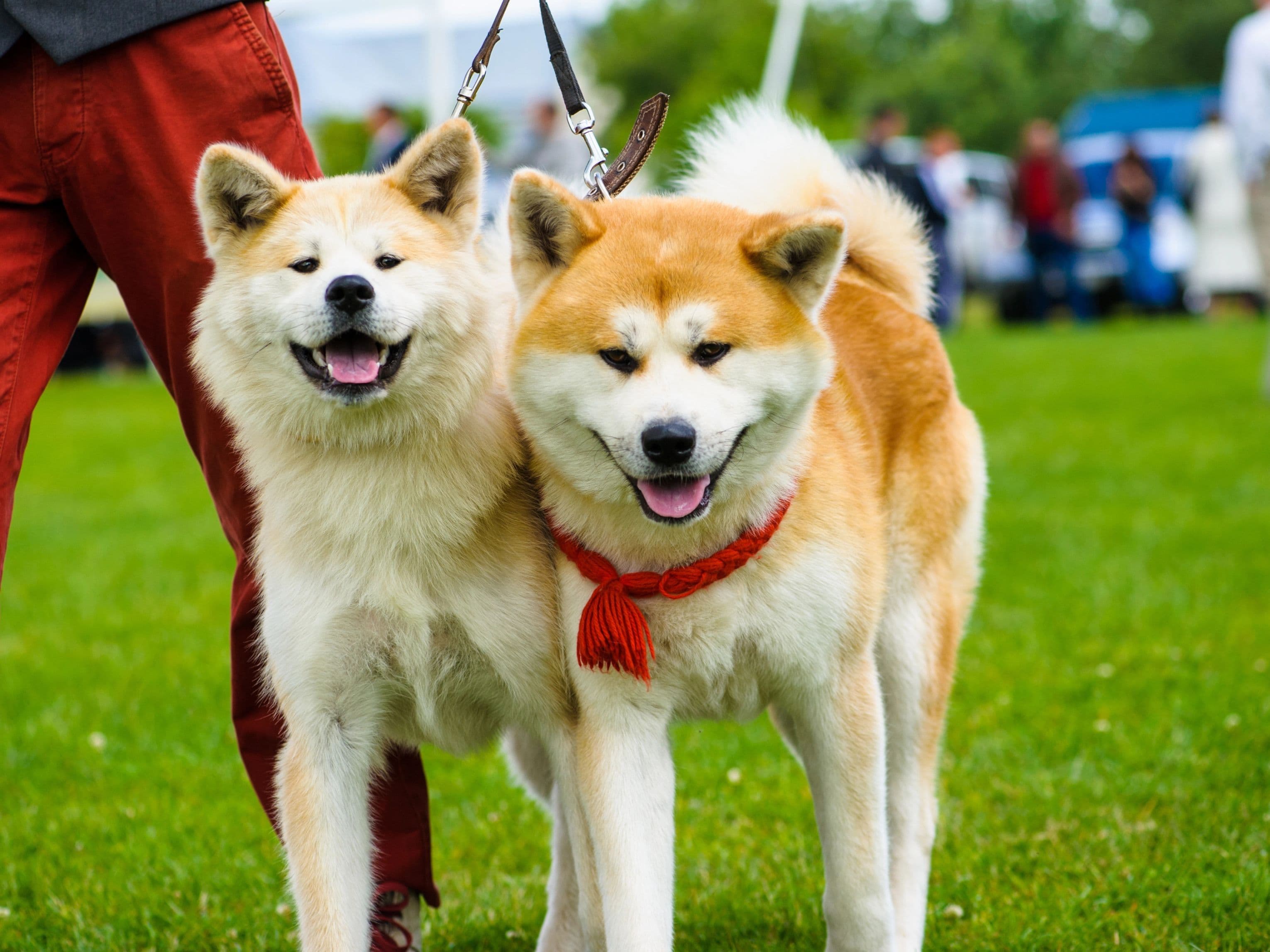 Psy z Japonii: kompletna lista ras, ich cechy i historia